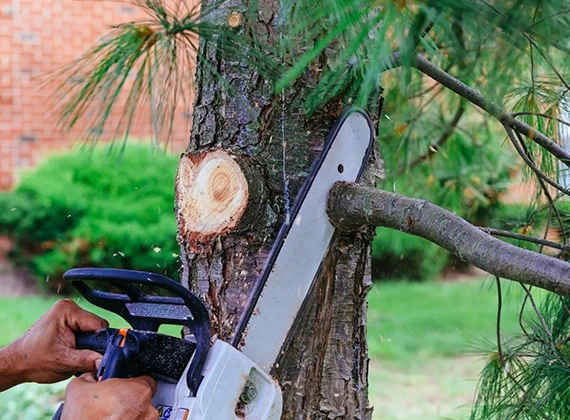 Tree Trimming Services