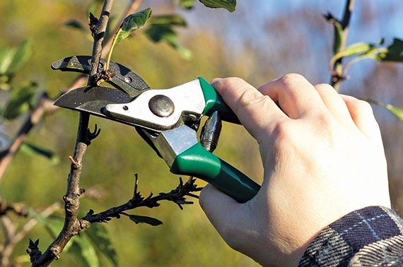 Tree Pruning Services