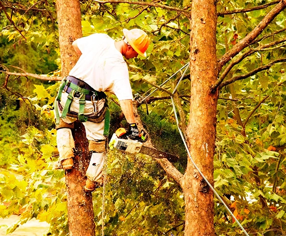 Tree Removal Experts