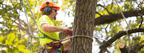 Tree Trimming